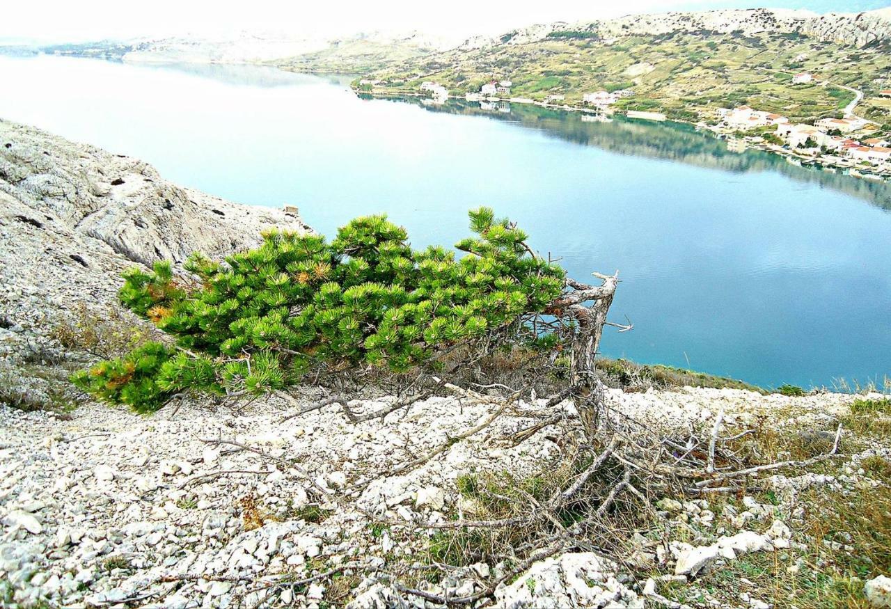 Apartmani Dalmatinka Metajna Dış mekan fotoğraf